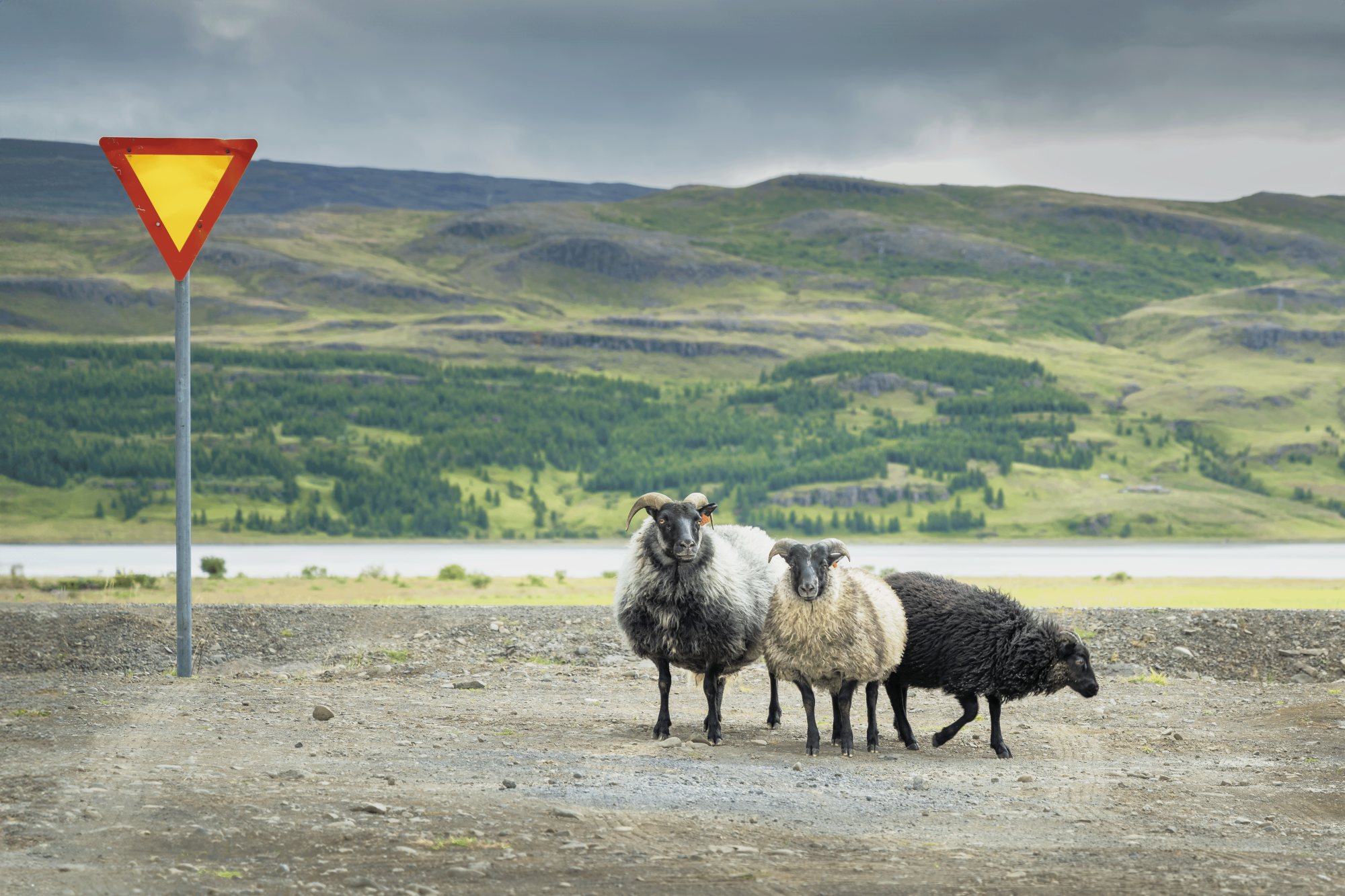 A group of Icelandic sheep near a road sign in the countryside, surrounded by green hills.