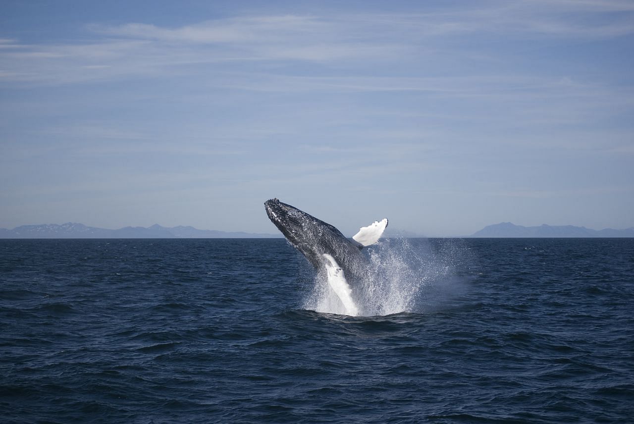 Elding whale watching