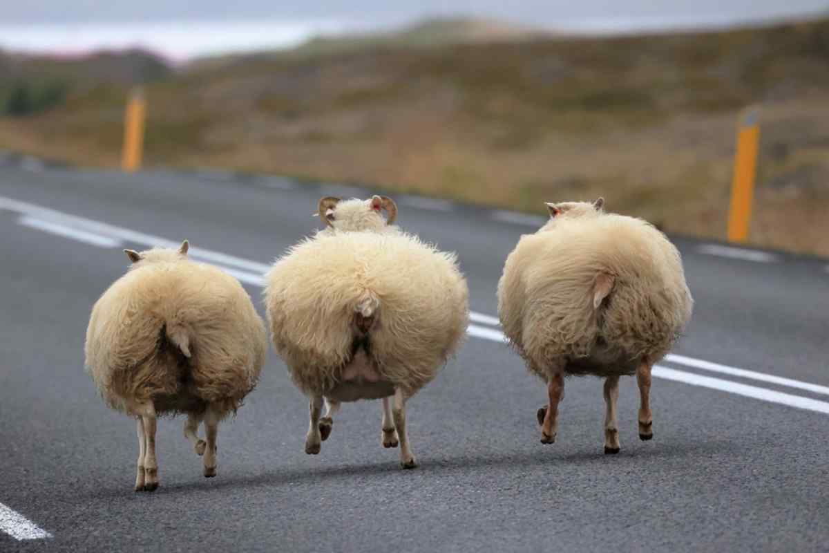 Three Icelandic sheep running freely on an open road, a common sight on a road trip in Iceland.