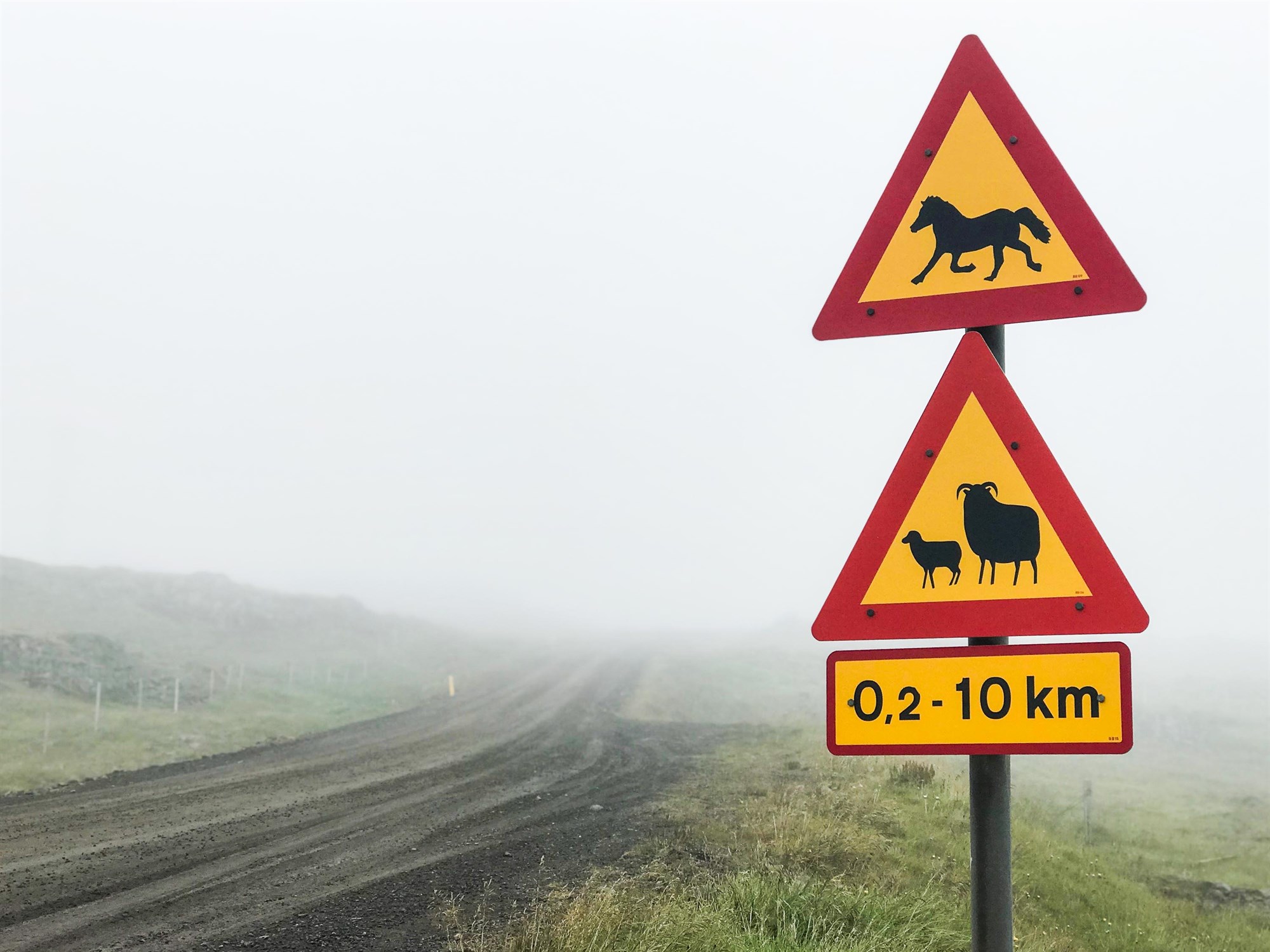 Icelandic road sign warning drivers about sheep and horse crossings along a foggy gravel road.