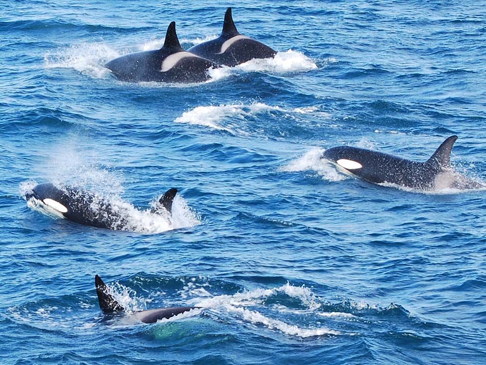 Elding whale watching