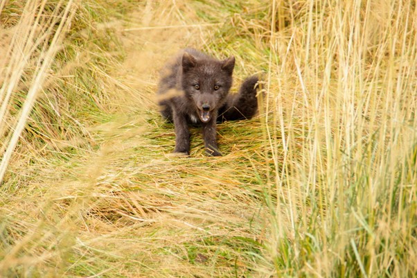 A rare sighting of a fluffy Arctic fox blending into the golden autumn grass of the Westfjords