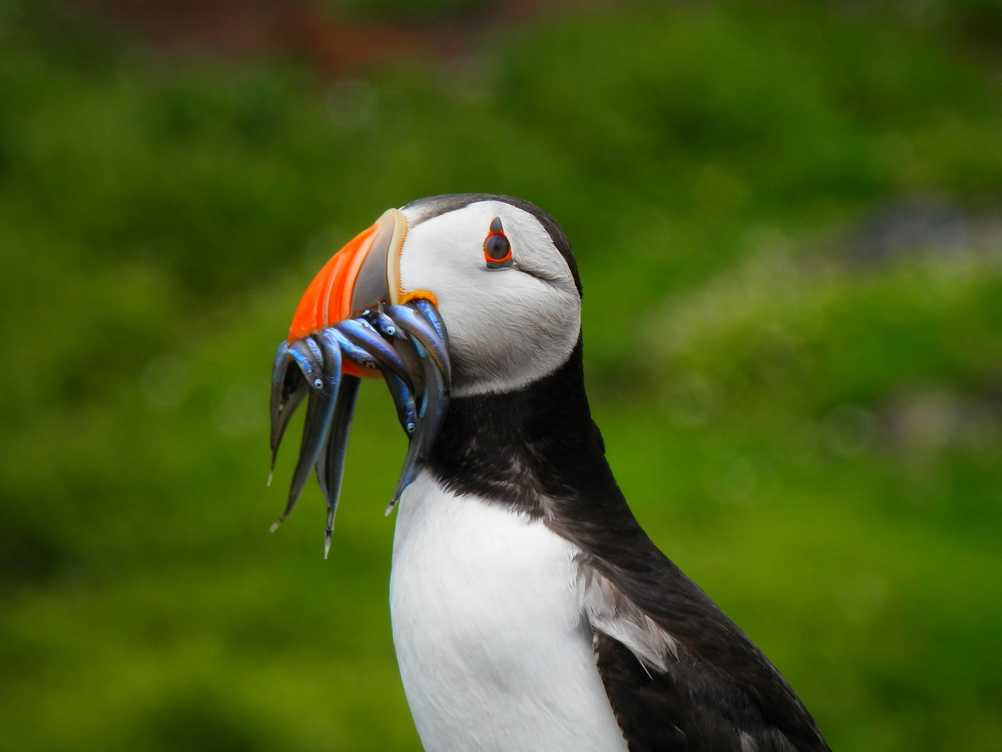 Puffin with small fish in its beak