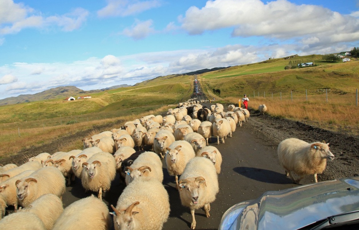 A huge flock of Icelandic sheep causes a traffic jam during réttir, the traditional autumn roundup across the countryside.