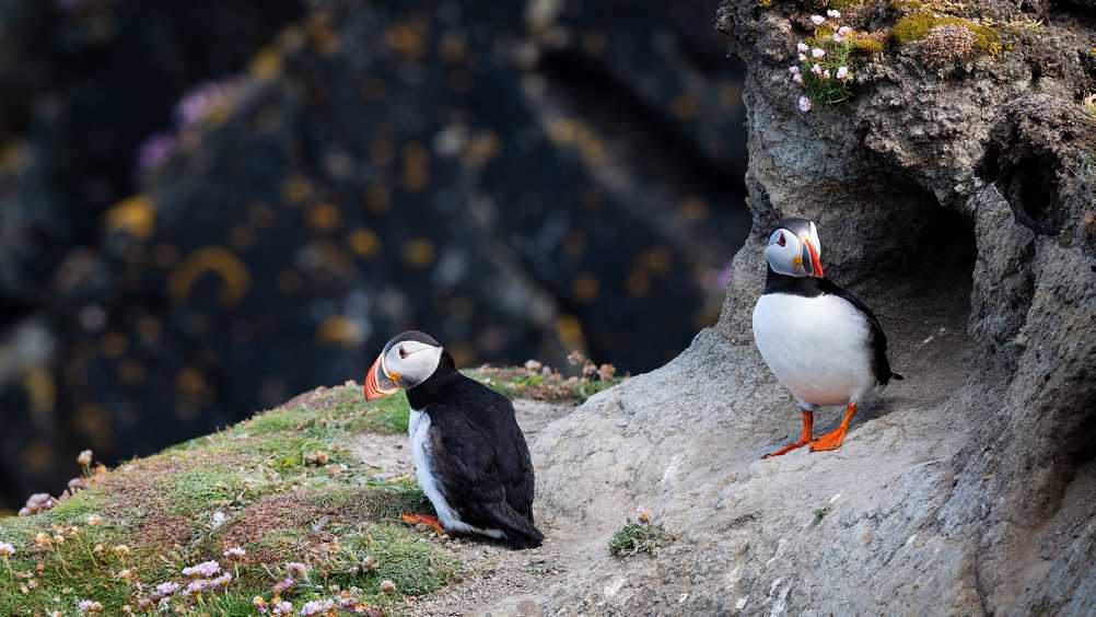 two puffins on a cliff in Iceland