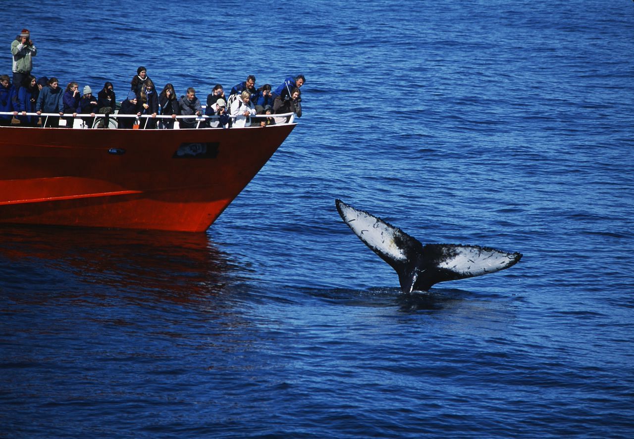 Elding whale watching