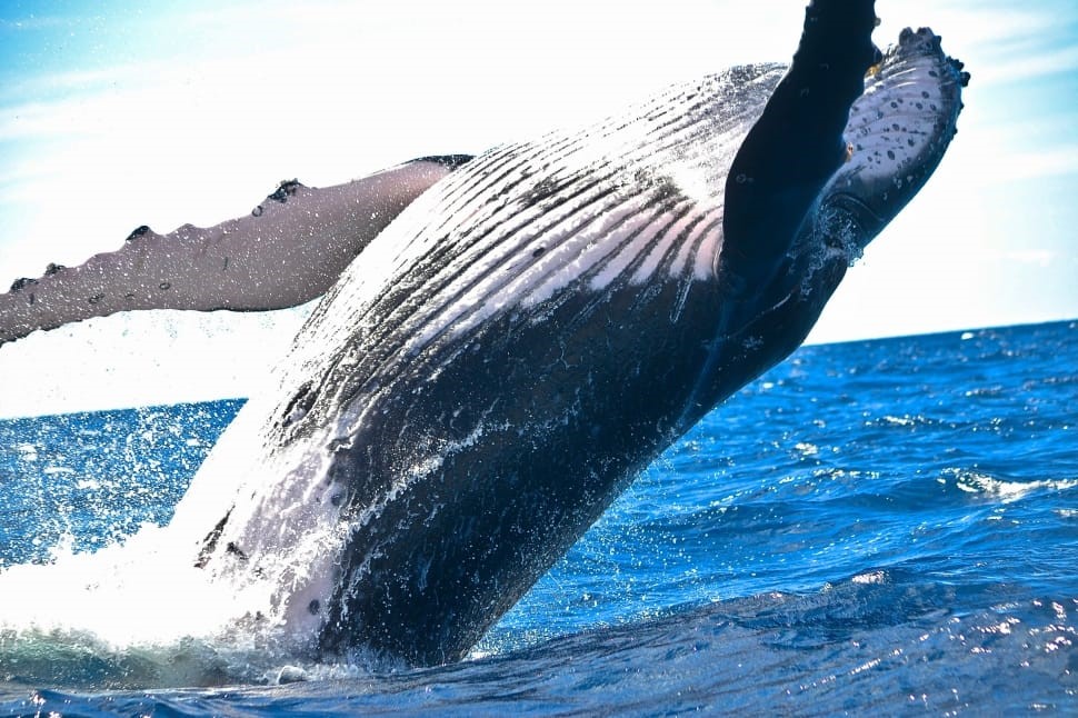 humback whale jumping out from the sea near reykjavik